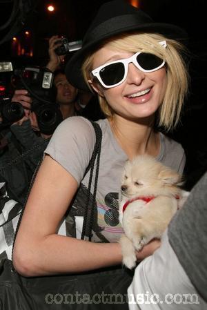 paris_hilton_5071011.jpg